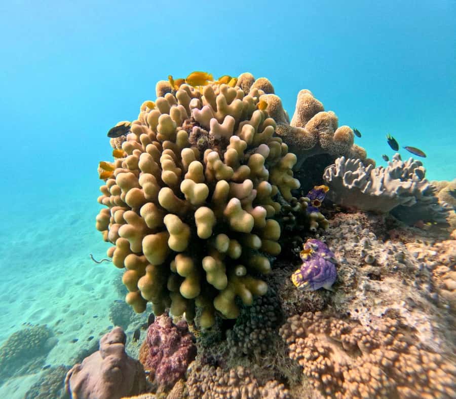 Cairns: Great Barrier Reef Small Group Snorkelling Tour - Coral, turtles, sharks, and the luck of the day