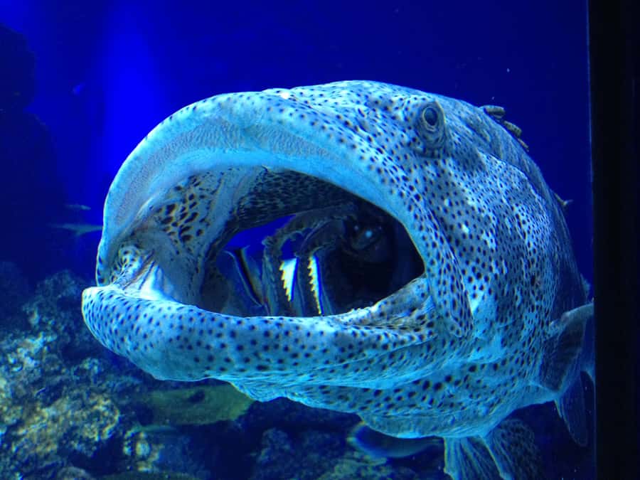 Cairns: Guided Twilight Tour of the Aquarium - Key points to know before booking