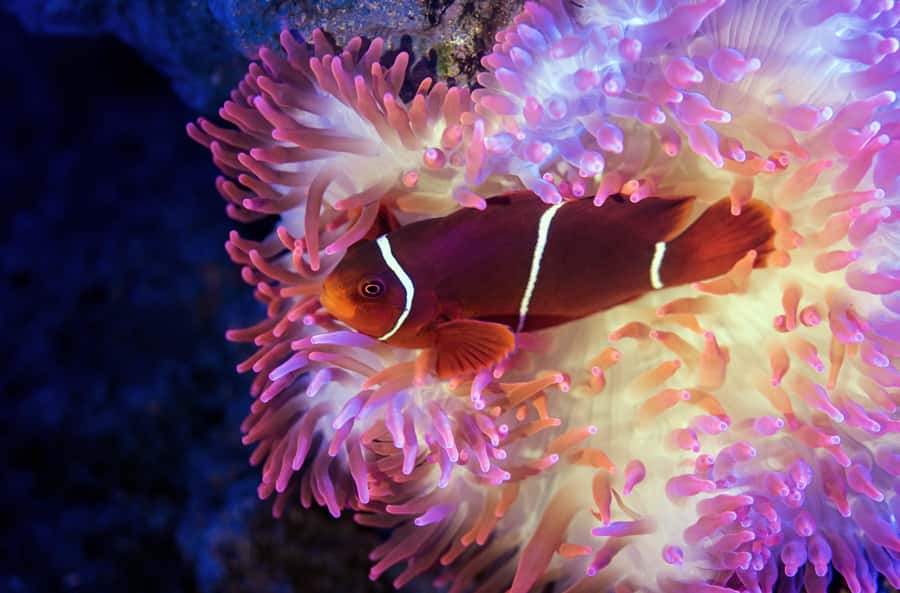 Cairns: Guided Twilight Tour of the Aquarium - The first exhibits: reptiles, amphibians, and insects