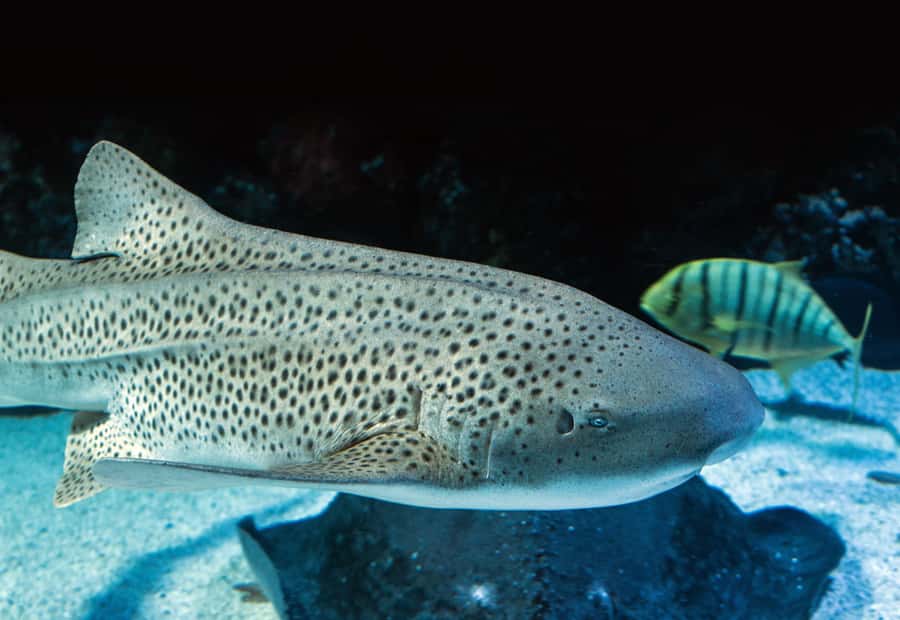 Cairns: Guided Twilight Tour of the Aquarium - Coral caves and reef fish at twilight