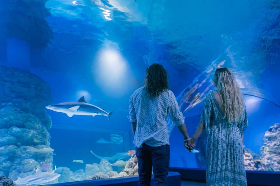 Cairns: Guided Twilight Tour of the Aquarium - Sharks, rays, and groupers after dark