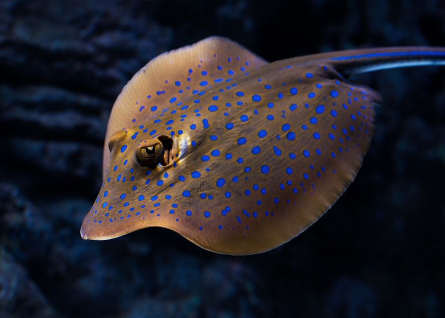 Cairns: Guided Twilight Tour of the Aquarium - What the two-hour pace feels like