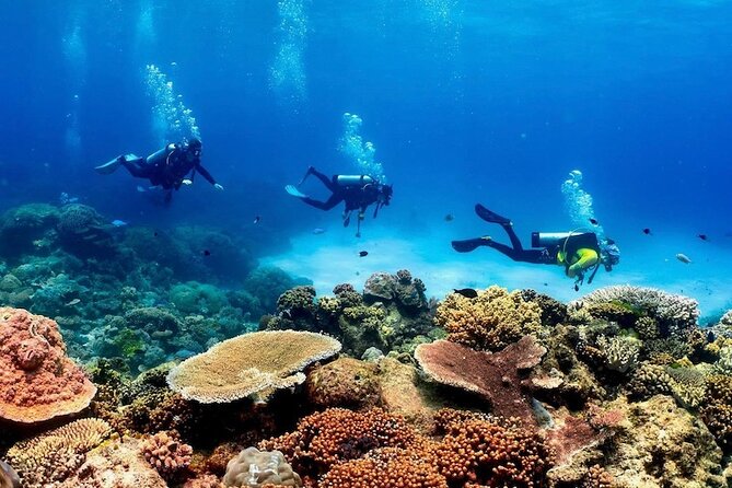 Cairns Half Day Tour a Great Barrier Reef Snorkeling Experience - Coral, Fish, Turtles, and Changing Visibility