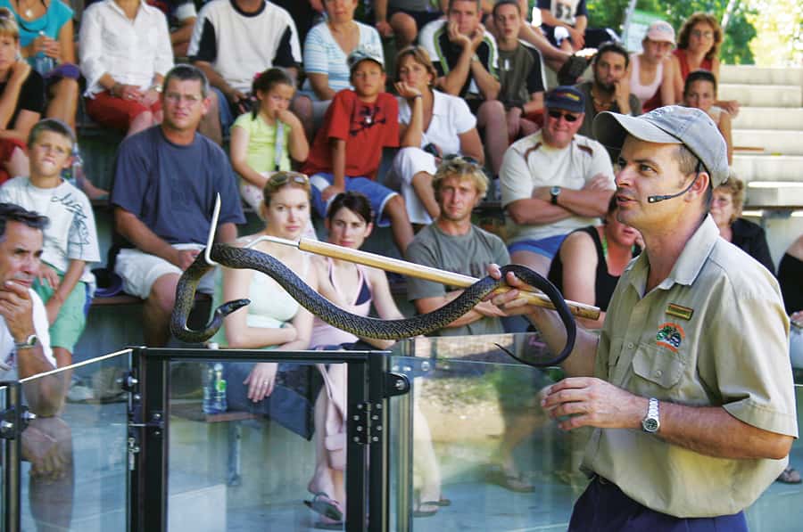 Cairns: Hartley's Crocodile Adventures Visit with Transfer - Key points to know before you book