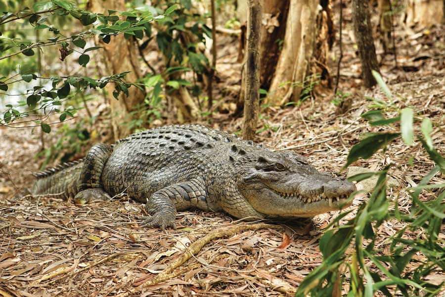 Cairns: Hartley's Crocodile Adventures Visit with Transfer - First impressions and walking through the park