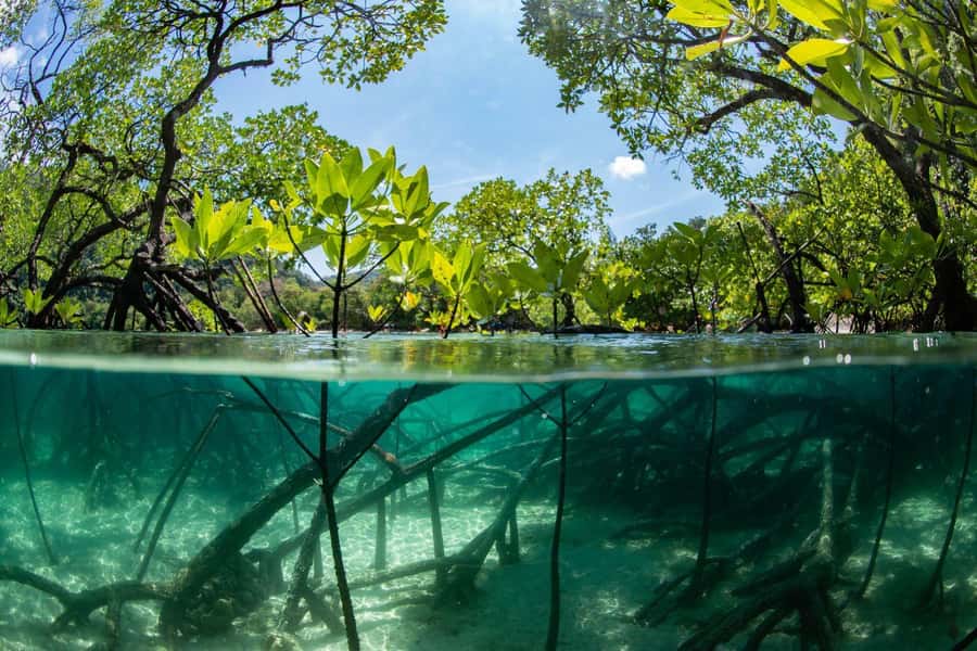 Cairns Koalas and Creatures Entry Ticket with Koala Photo - Rainforest and mangrove environments