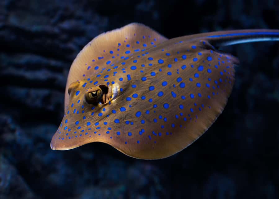 Cairns: Night at the Aquarium Guided Tour - Why the aquarium feels different after sunset