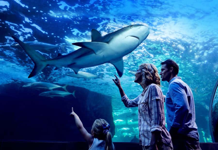 Cairns: Night at the Aquarium Guided Tour - Rare rainforest animals after dark