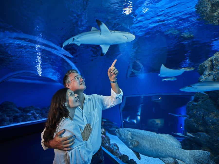 Cairns: Night at the Aquarium Guided Tour - Beginning at Cairns Aquarium