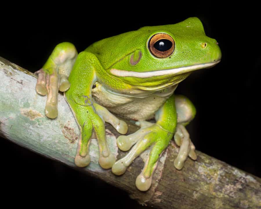 Cairns: Night Walk in Cairns Botanic Gardens - What makes this Cairns night walk special