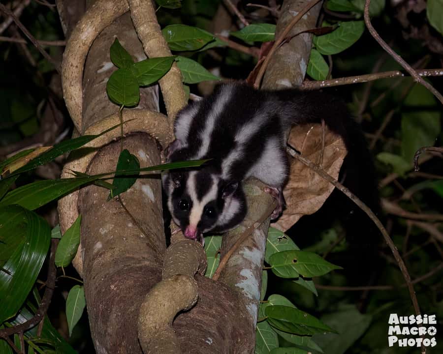 Cairns: Night Walk in Cairns Botanic Gardens - Starting at Collins Avenue after dark