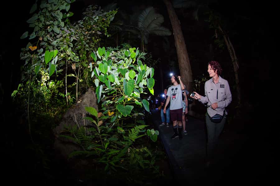 Cairns: Night Walk in Cairns Botanic Gardens - Frogs, possums, and the sounds of the night