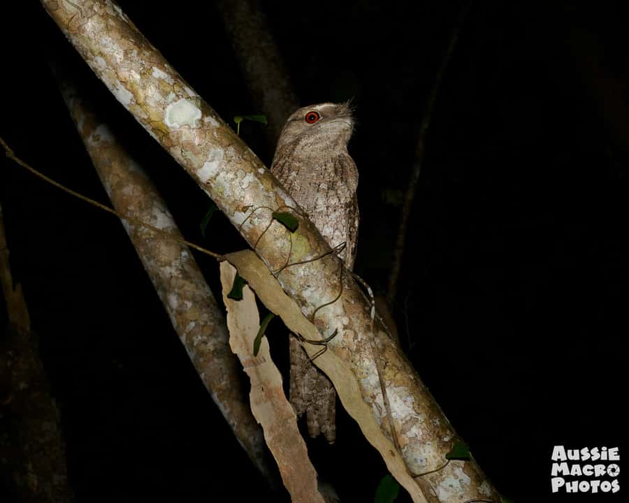Cairns: Night Walk in Cairns Botanic Gardens - Photography for phones, cameras, and serious macro fans