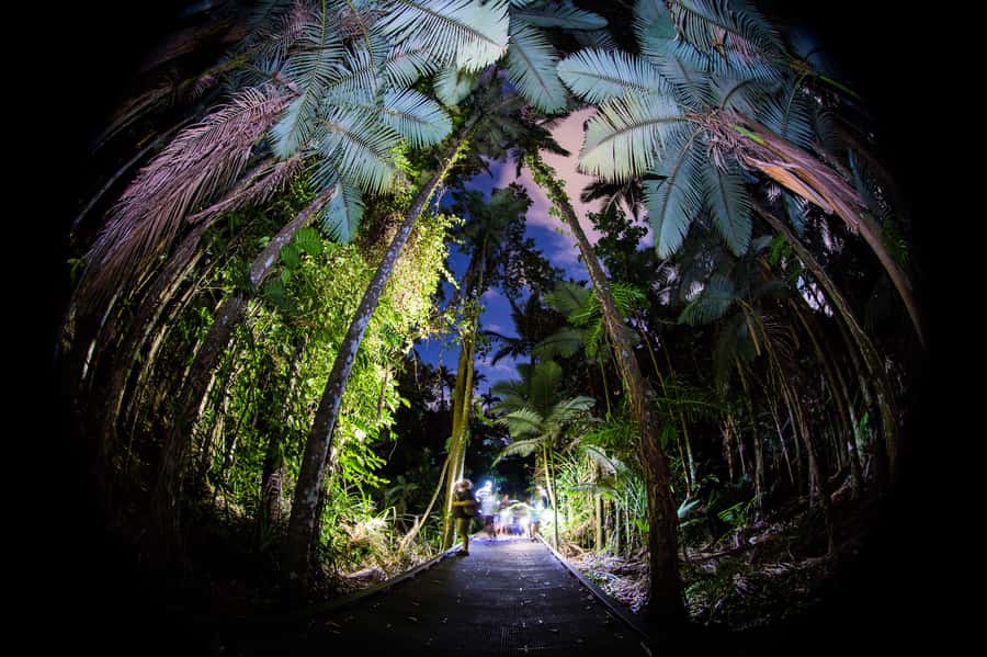 Cairns: Night Walk in Cairns Botanic Gardens - Following a route chosen for the season