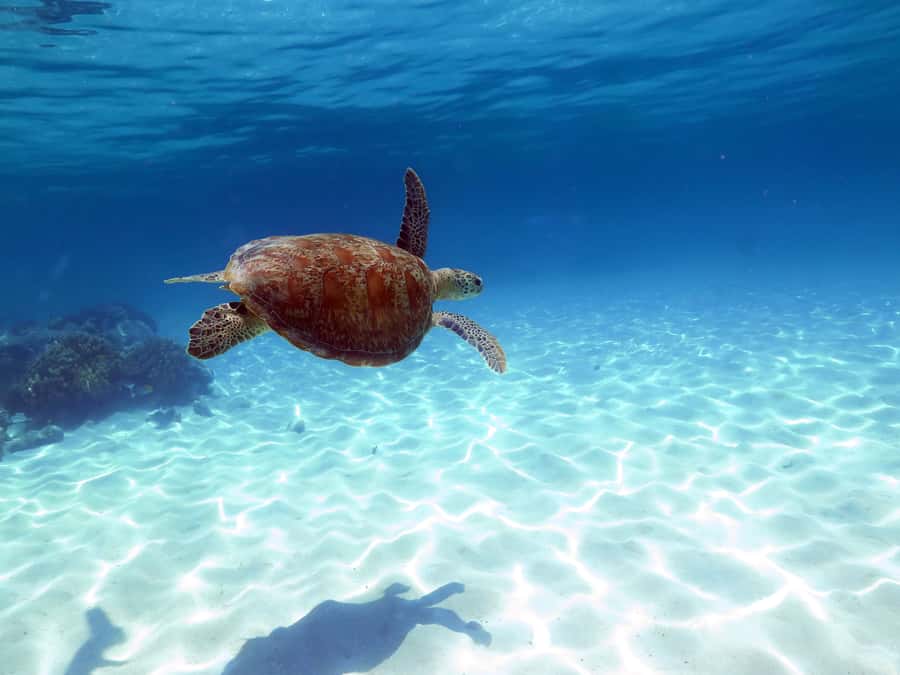 Cairns: Ocean Spirit Great Barrier Reef Full Day Tour - Sailing from Cairns on a 32-meter catamaran