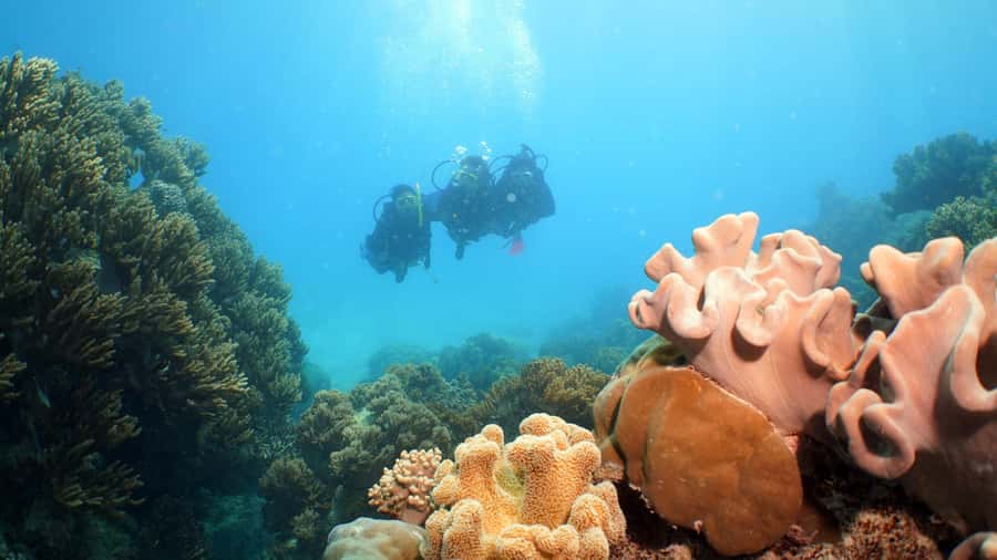 Cairns: Ocean Spirit Great Barrier Reef Full Day Tour - The return sail to Cairns