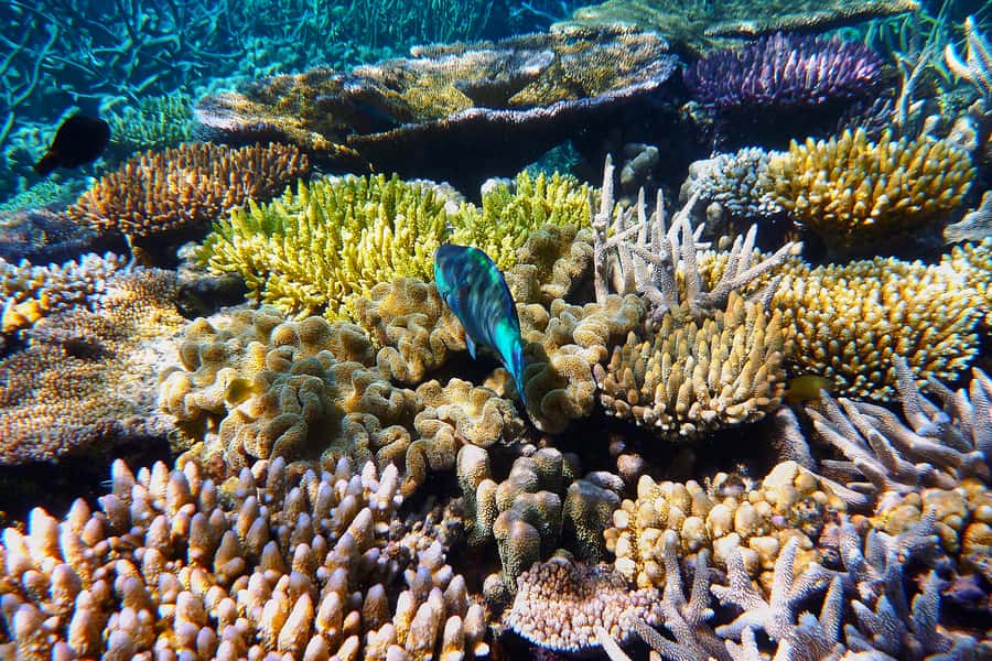 Cairns: Outer and Coral Cay Snorkel and Dive Cruise - Upolu Cay and the Aquarium setting