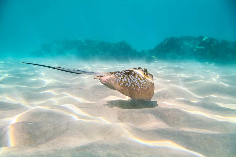 Cairns: Outer and Coral Cay Snorkel and Dive Cruise - Six hours means less rushing