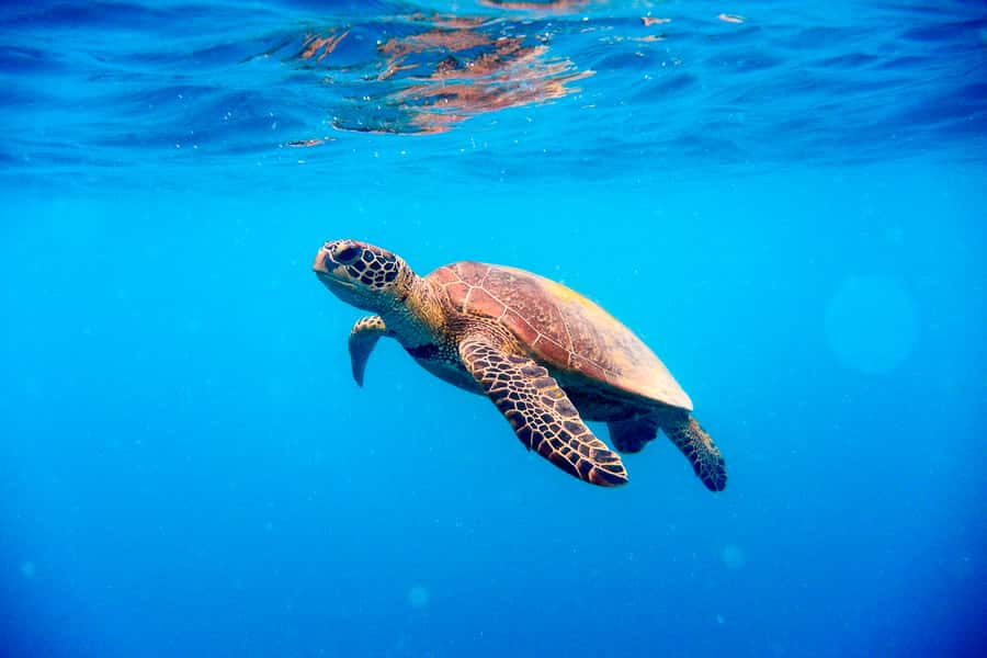 Cairns: Outer and Coral Cay Snorkel and Dive Cruise - Lunch, snacks, and the trip home