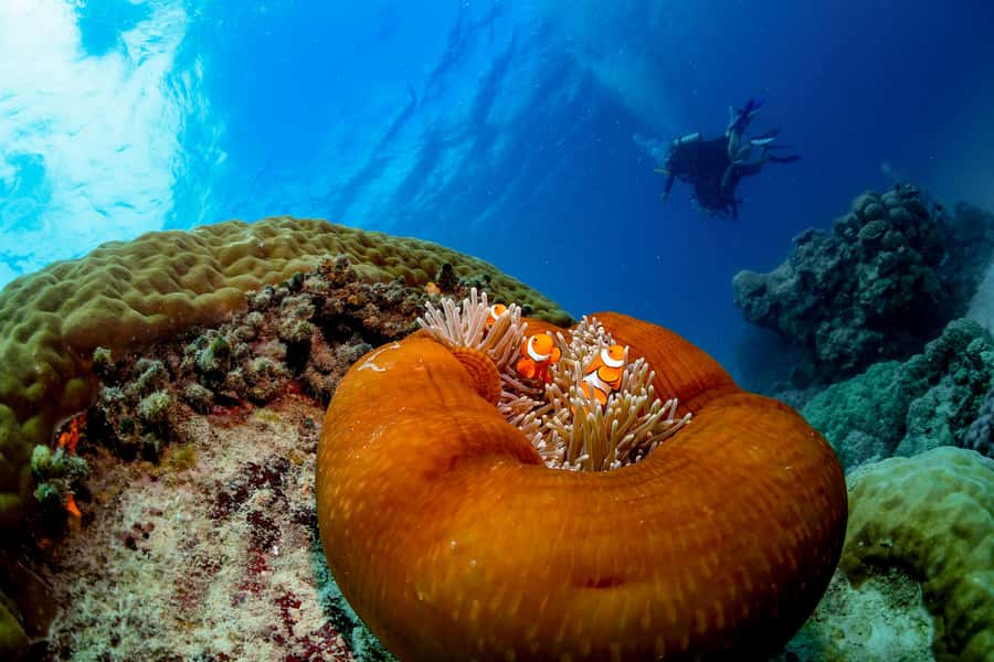 Cairns: Outer Great Barrier Reef Full-Day Tour with Lunch - Saxon Reef: your first two hours in the water