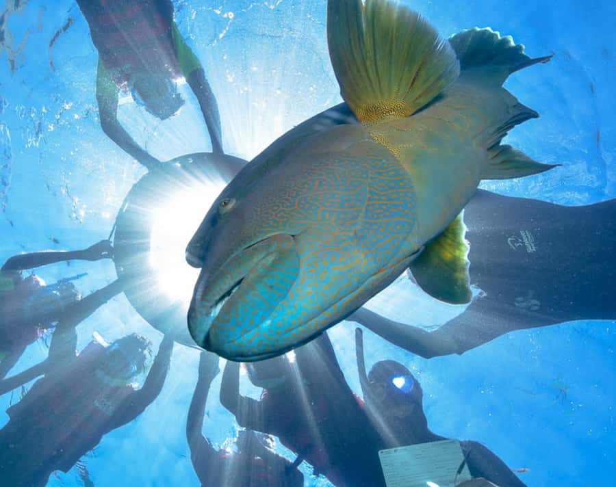 Cairns: Outer Great Barrier Reef Pontoon with Activities - Scuba, Seawalker, and Helicopter Add-Ons