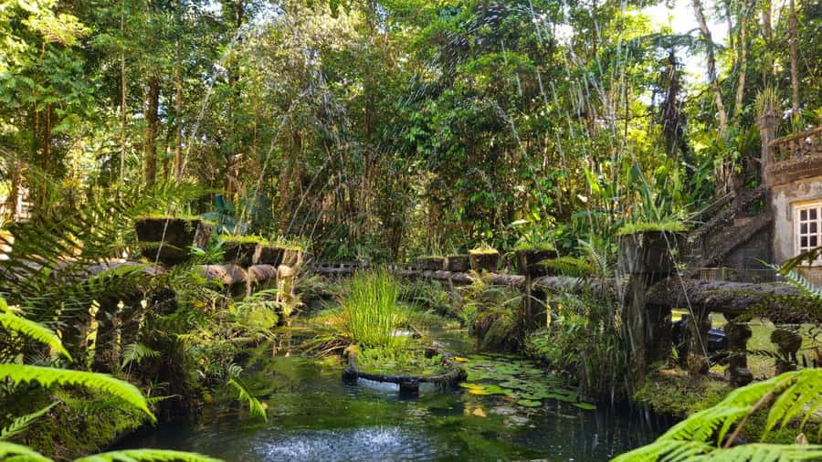 Cairns: Paronella, Lake Barrine & Millaa Millaa Falls Tour - Lake Barrine: crater water and cream tea