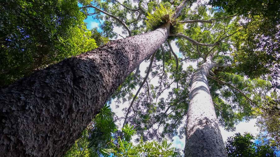 Cairns: Paronella, Lake Barrine & Millaa Millaa Falls Tour - Is $124 good value?