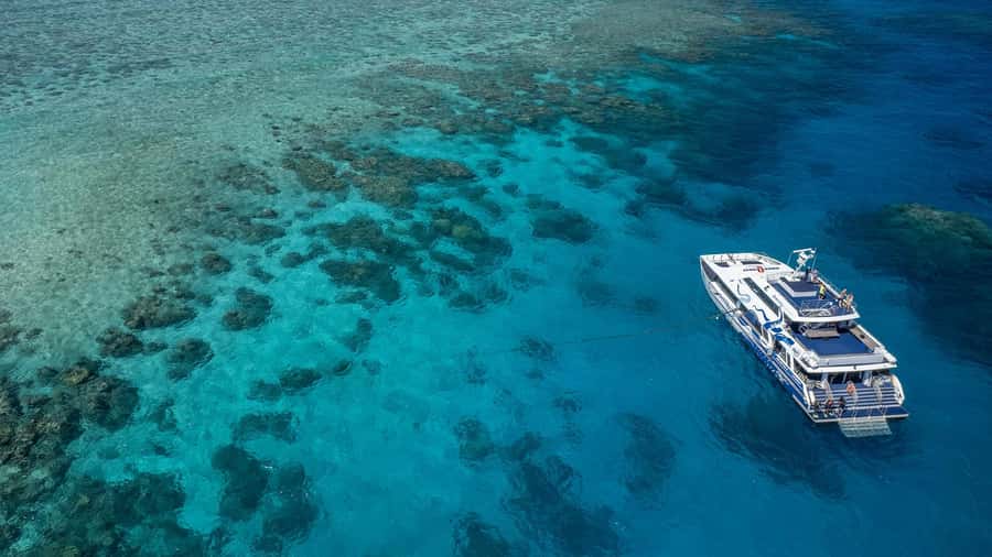 Cairns: Premium Snorkelling and Diving Reef Day Trip - Key things to know before booking