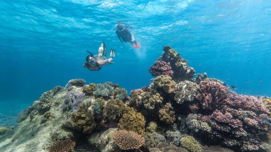 Cairns: Premium Snorkelling and Diving Reef Day Trip - From B Finger to the outer reef