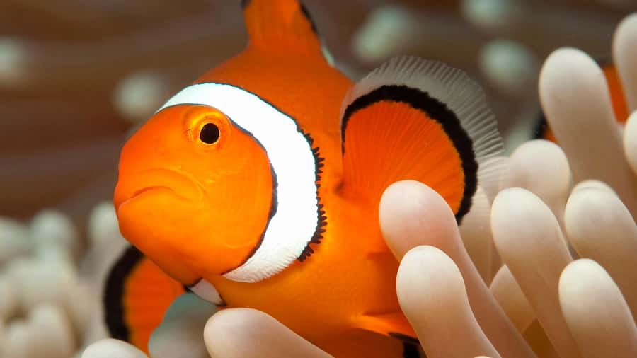 Cairns: Premium Snorkelling and Diving Reef Day Trip - The 45-minute move to the second reef