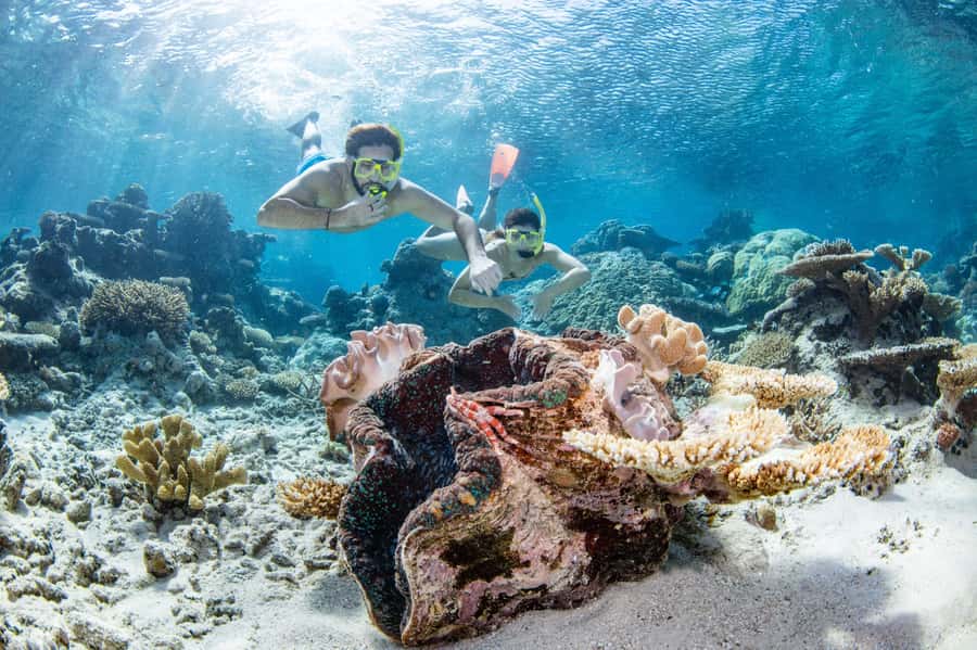 Cairns: Silverswift 3 Great Barrier Reef Sites in 1 Day - The five details I would know before booking