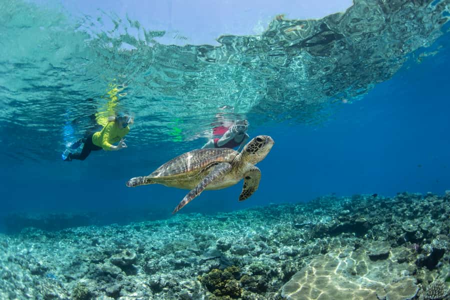 Cairns: Silverswift 3 Great Barrier Reef Sites in 1 Day - Leaving Cairns on an 80-minute catamaran ride