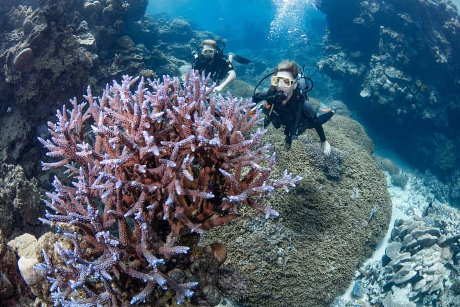 Cairns: Silverswift 3 Great Barrier Reef Sites in 1 Day - What the scuba options really include