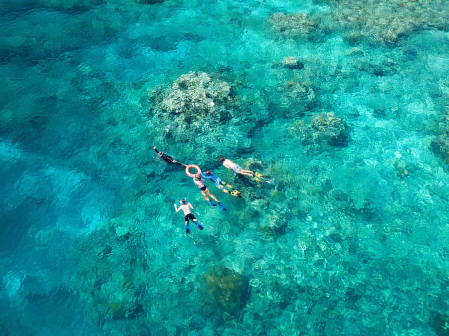 Cairns: Snorkelling and Diving Reef Day Trip - Key points to know before booking