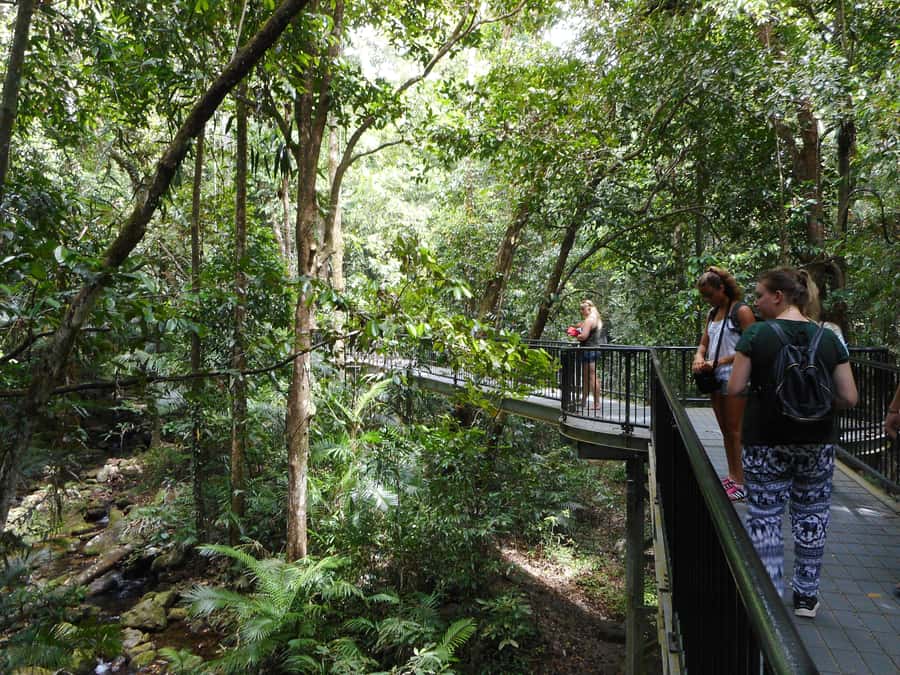 Cairns: Waterfall and Daintree Rainforest Tour - 2 Day Tours - Josephine Falls is the day’s playful stop