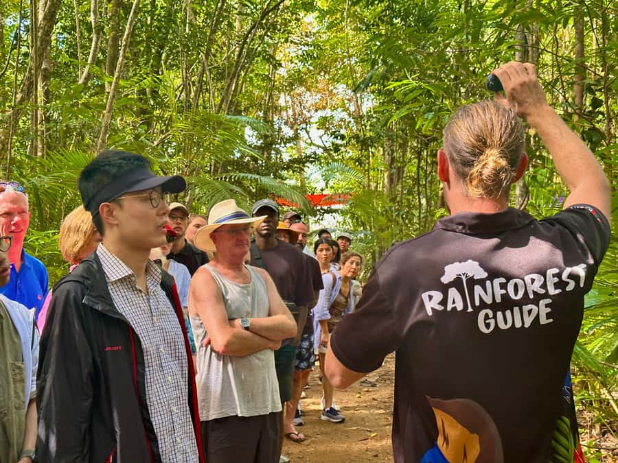 Cairns: Waterfall and Daintree Rainforest Tour - 2 Day Tours - Millaa Millaa Falls offers the classic rainforest scene