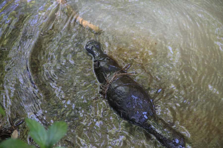 Cairns: Waterfall and Daintree Rainforest Tour - 2 Day Tours - Lake Eacham combines volcanoes, swimming, and turtles