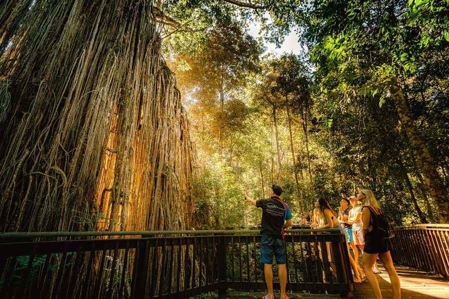 Cairns: Waterfall and Daintree Rainforest Tour - 2 Day Tours - Babinda Boulders brings a cultural beginning