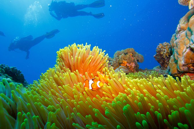 Calypso Outer Great Barrier Reef Cruise from Port Douglas - The reef talk and guided snorkeling