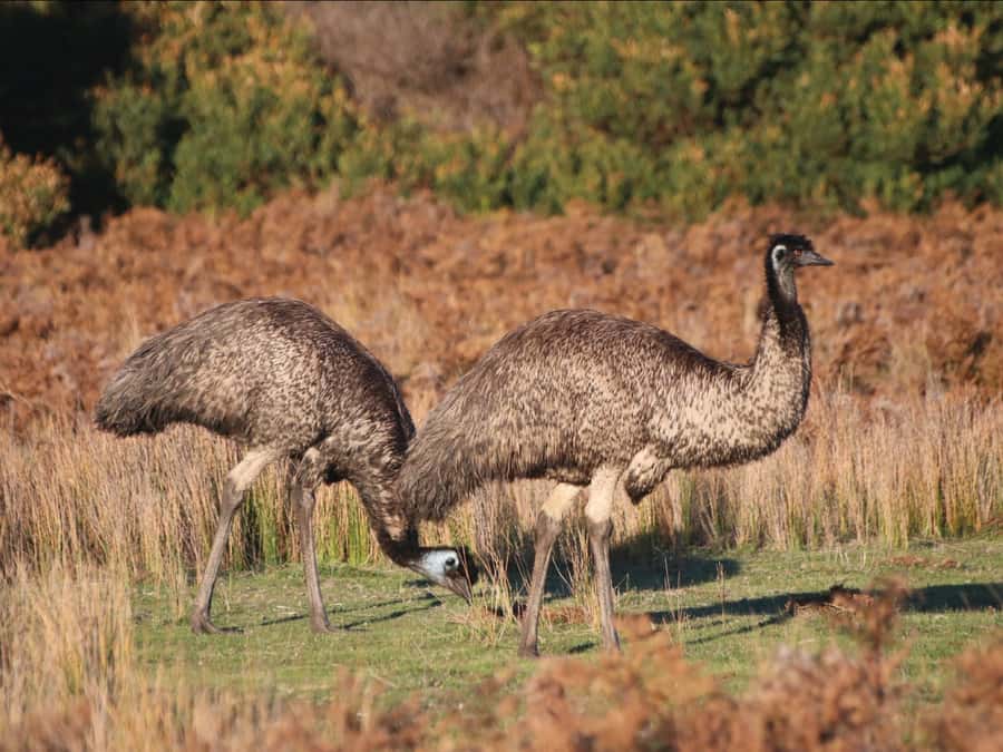 Canberra: Kangaroos and Koala Experience Tour - Who Should Book This Canberra Wildlife Tour?