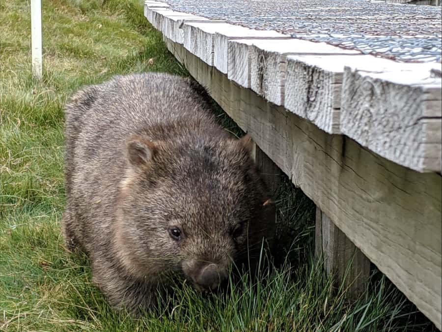 Canberra: Kangaroos and Koala Experience Tour - Koalas, Birds, and the Hard-to-Spot Platypus