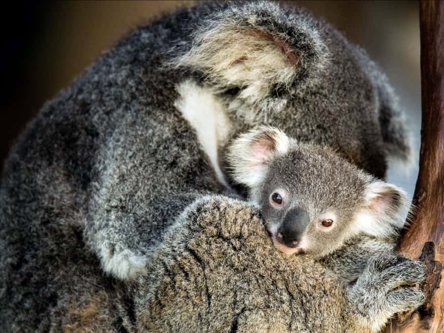 Canberra: Kangaroos and Koala Experience Tour - Walking, Weather, and Family Practicalities
