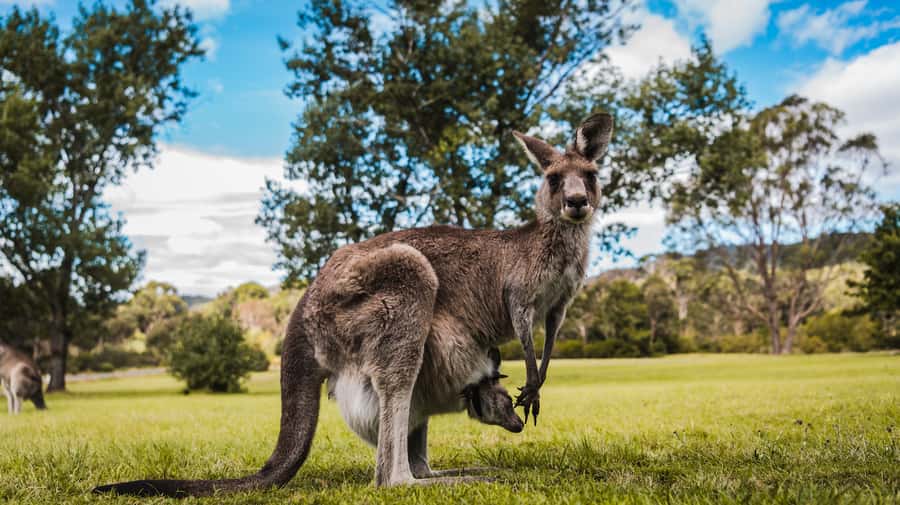 Canberra: Kangaroos and Koala Experience Tour - Is $95 a Fair Price?