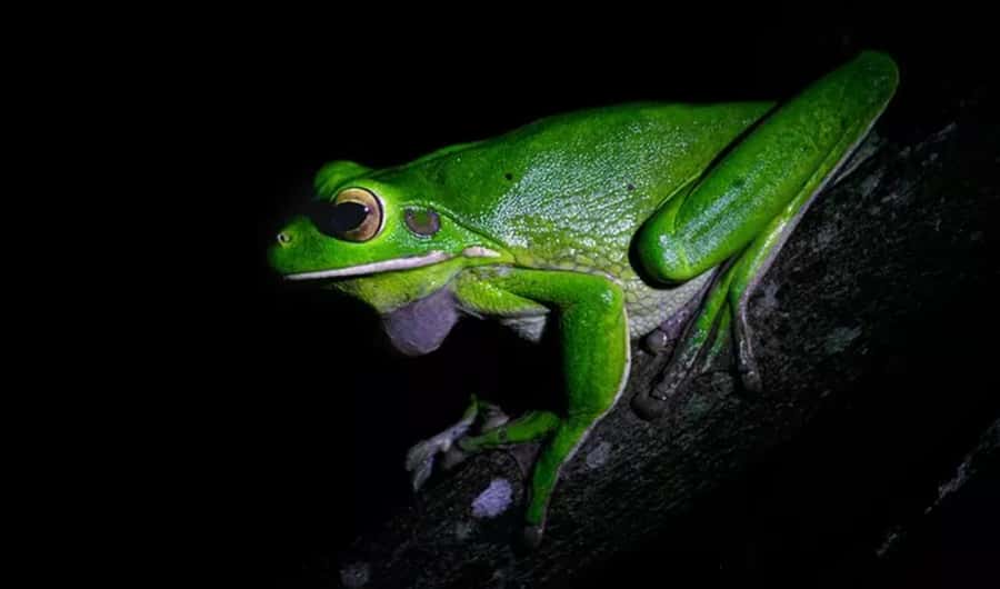 Cape Tribulation: Daintree Rainforest Night Walk Tour - Key points to know before you book