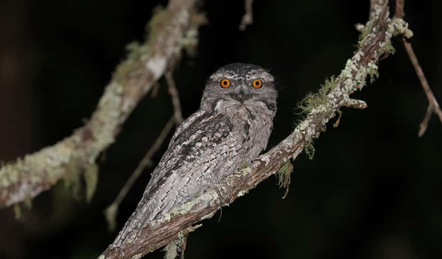 Cape Tribulation: Daintree Rainforest Night Walk Tour - Why the Daintree feels different after sunset