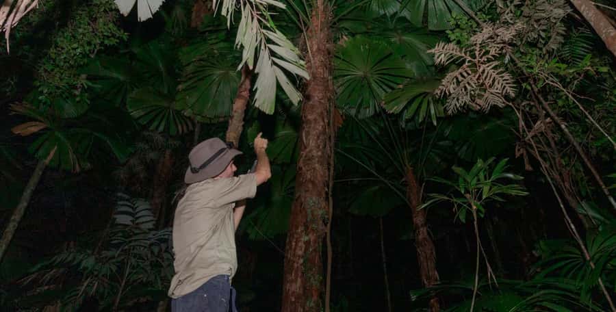Cape Tribulation: Daintree Rainforest Night Walk Tour - The short walk beneath the canopy
