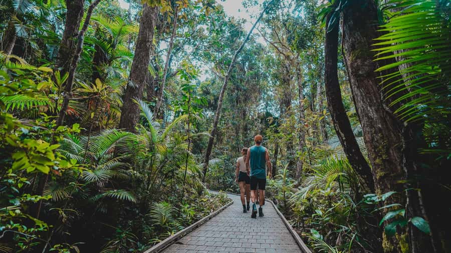 Cape Tribulation: Daintree Rainforest Night Walk Tour - Is $38 good value for 90 minutes?