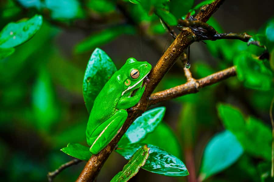 Cape Tribulation: Daintree Rainforest Night Walk Tour - Who should choose this night walk?
