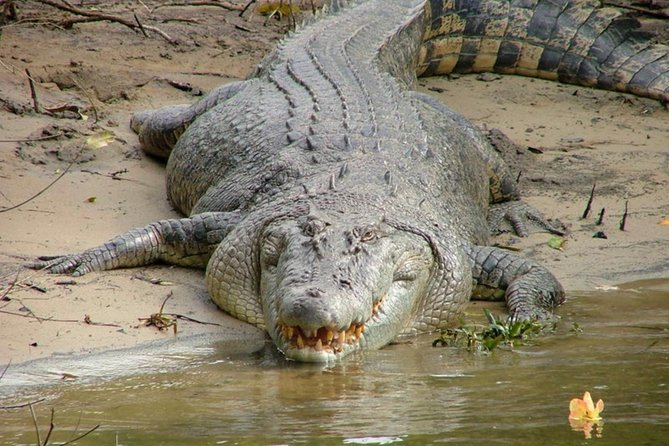 Cape Tribulation Day Tour from Cairns - The freshwater creek swim
