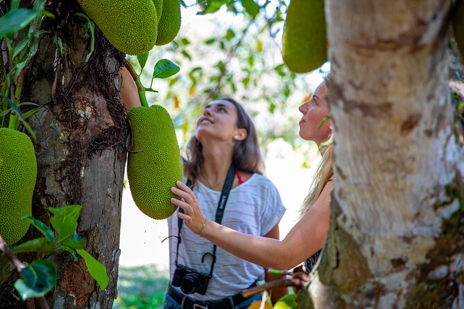 Cape Tribulation Day Tour from Cairns - Group size, guides, and the feel of the day